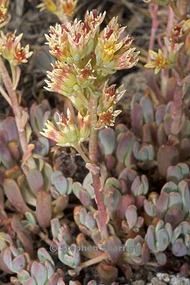 sedum obtusatum ssp obtusatum 4 graphic